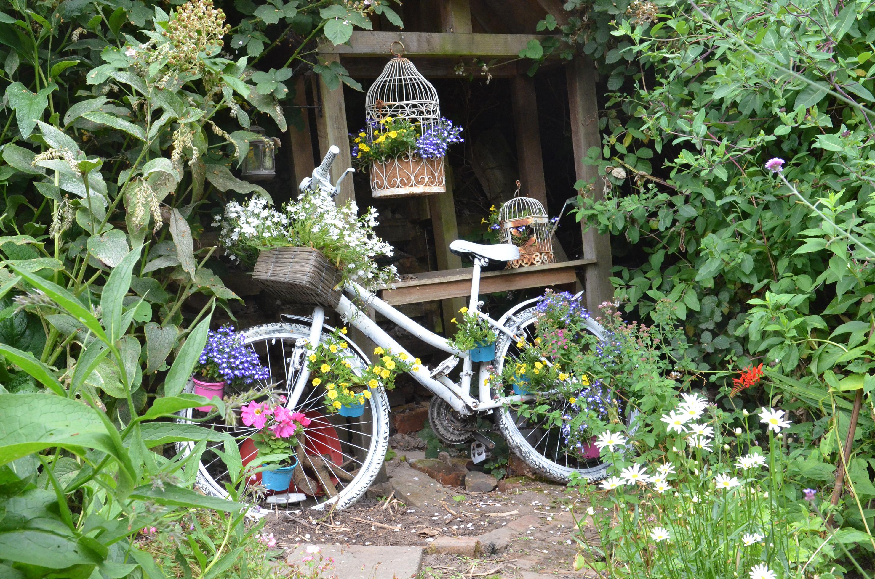 Bicycle plants in lyme valley allotments