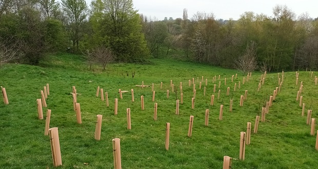 Image shows several rows of young trees after planting.